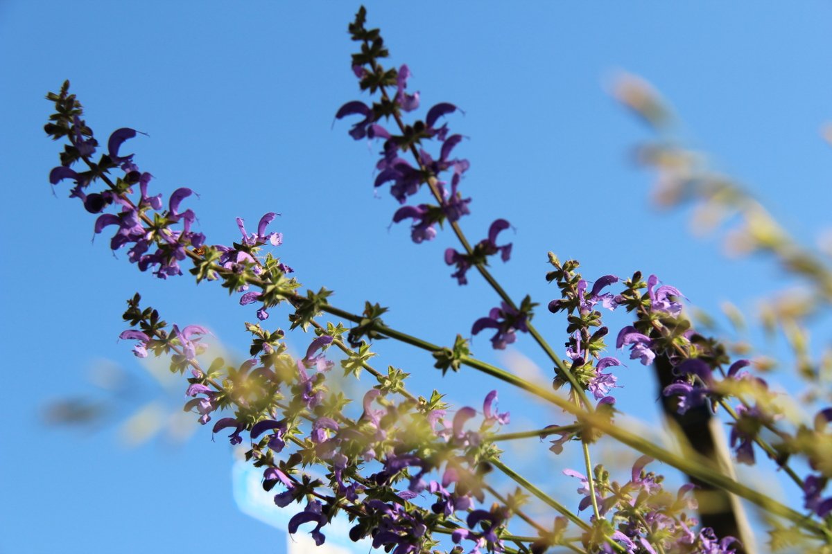 Salvia pratensis