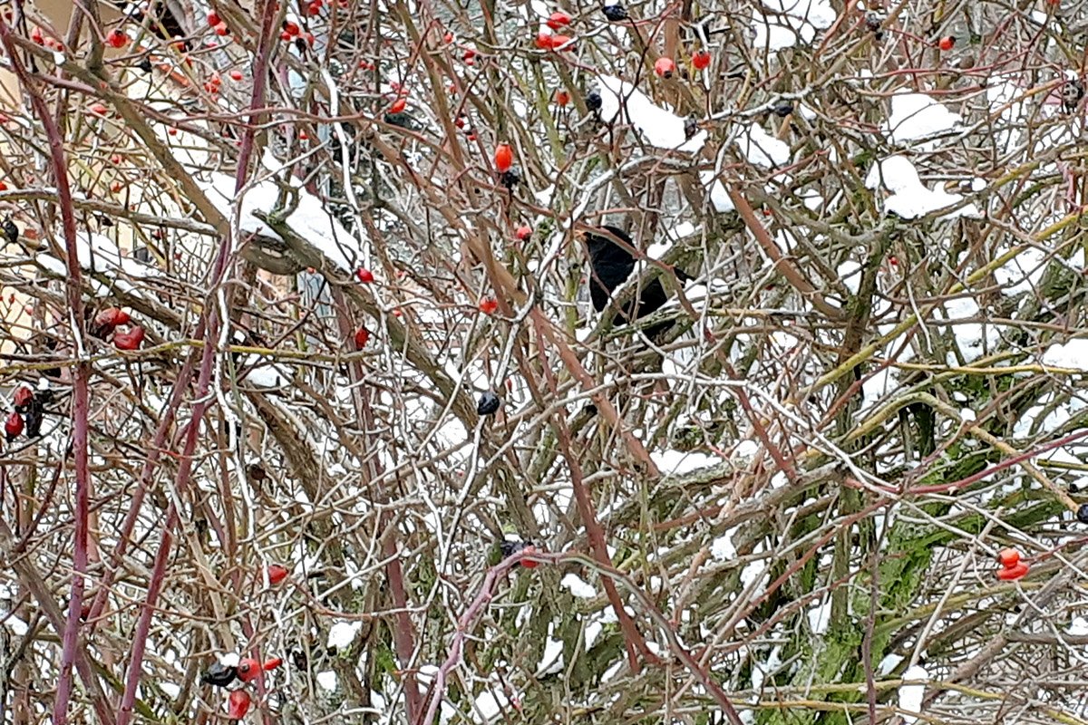 Amsel