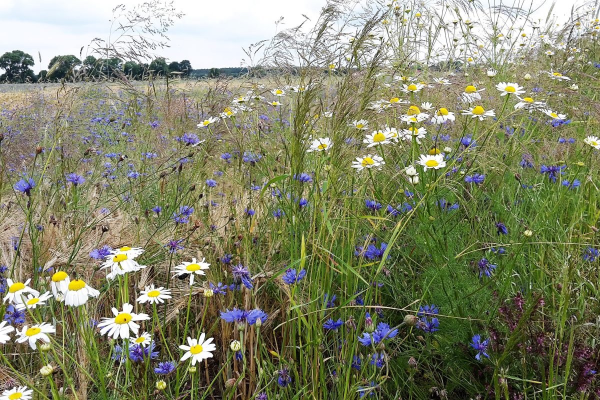 Wildkräuterführungen und Seminare – Wildkräuterkiste